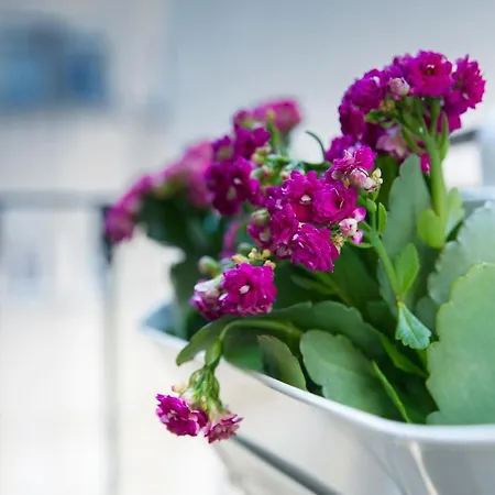 Dreams Estrela Lissabon