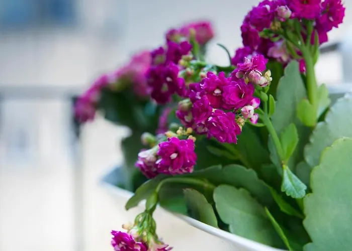 Dreams Estrela Lisboa